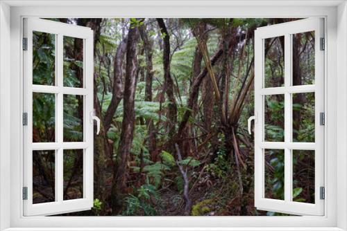 Fototapeta Naklejka Na Ścianę Okno 3D - Wet and lush foliage in a tropical rainforest in Hawaii Volcanoes National Park.