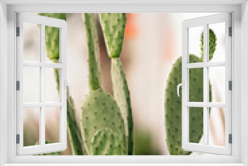 Fototapeta Naklejka Na Ścianę Okno 3D - Aloe vera plant in a garden