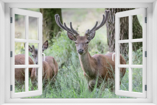 Fototapeta Naklejka Na Ścianę Okno 3D - Red deer male in the wild (Cervus elaphus)