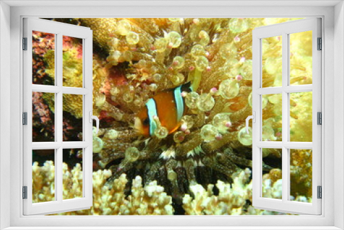 Fototapeta Naklejka Na Ścianę Okno 3D - aquatic plant and colorful fish under the sea