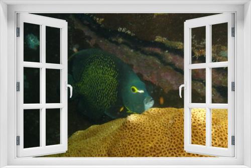 Fototapeta Naklejka Na Ścianę Okno 3D - Tropical sea fan coral reef and fishes, marine life.