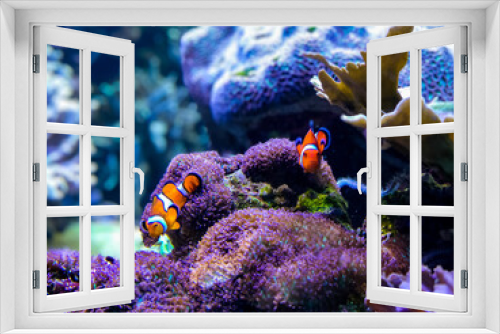 Fototapeta Naklejka Na Ścianę Okno 3D - clown fish on coral reef