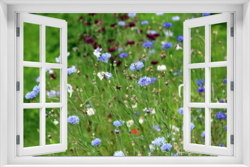 Fototapeta Naklejka Na Ścianę Okno 3D - natural background field with blue flowers