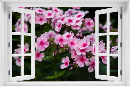 Fototapeta Naklejka Na Ścianę Okno 3D - Blossom phlox paniculata in garden. Pink flower Phlox paniculata in natural background.