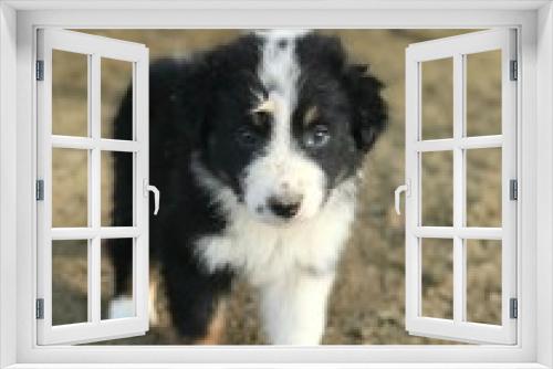 Fototapeta Naklejka Na Ścianę Okno 3D - Border collie puppy.