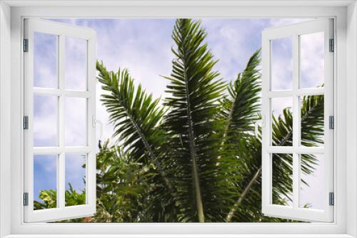 Fototapeta Naklejka Na Ścianę Okno 3D - palma