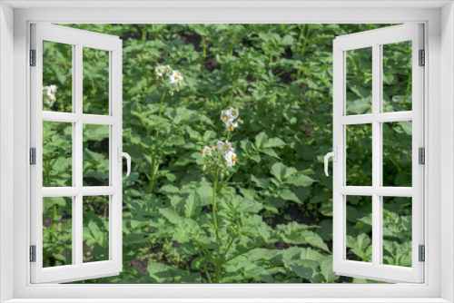 Fototapeta Naklejka Na Ścianę Okno 3D - Bushes of a potato plant. White flowers in an inflorescence with a yellow core. Concept - a potato field, digging vegetables from the ground.