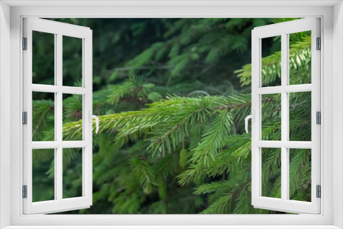 Fototapeta Naklejka Na Ścianę Okno 3D - Green branches of a forest tree.