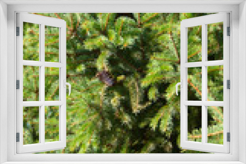 Fototapeta Naklejka Na Ścianę Okno 3D - branches of spruce