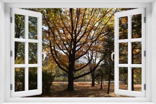 Fototapeta Naklejka Na Ścianę Okno 3D - beautiful autumn trees in the park