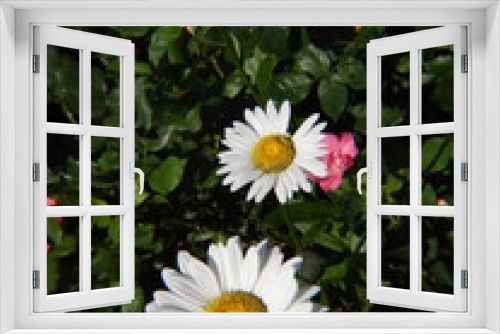 Fototapeta Naklejka Na Ścianę Okno 3D - Beautiful flower, Close up flower, Macro Flower
