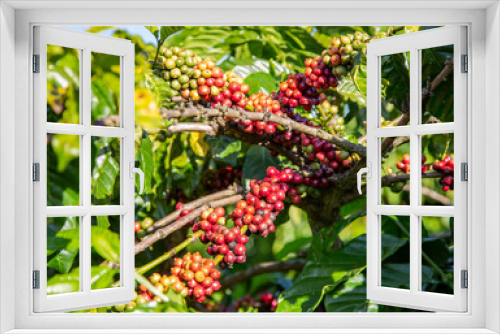 Fototapeta Naklejka Na Ścianę Okno 3D - Ripening fruits of the coffee tree in Vietnam