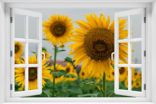 Fototapeta Naklejka Na Ścianę Okno 3D - sunflower in the field