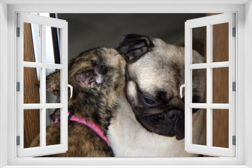 Fototapeta Naklejka Na Ścianę Okno 3D - Friendship, love cats and dogs. cat licking pug dog.