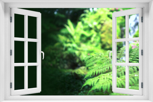 Fototapeta Naklejka Na Ścianę Okno 3D - Fern forest tropical jungle close-up green lush waterfall background banner
