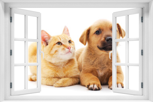 Fototapeta Naklejka Na Ścianę Okno 3D - Red dog with a kitten.