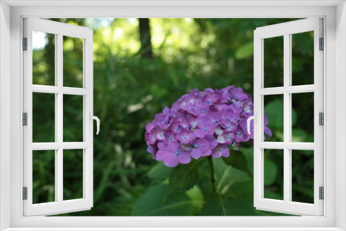 Fototapeta Naklejka Na Ścianę Okno 3D - Faint Purple Flower of Hydrangea in Full Bloom