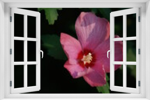 Fototapeta Naklejka Na Ścianę Okno 3D - Light Pink Flower of Rose of Sharon in Full Bloom