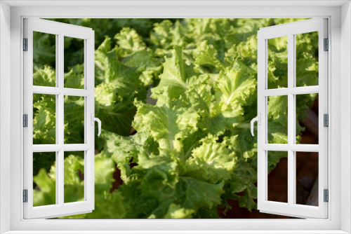 Fototapeta Naklejka Na Ścianę Okno 3D - View of lettuce in hydroponic greenhouse. Lettuce developed with organic farming. Agricultural hydroponics