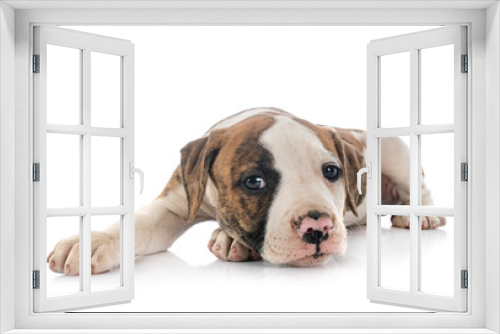 Fototapeta Naklejka Na Ścianę Okno 3D - puppy american bulldog