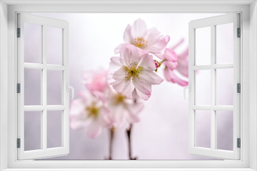Fototapeta Naklejka Na Ścianę Okno 3D - Japan - Mito  : A Cherry blossoms At Cloudy Day