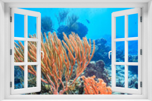 Fototapeta Naklejka Na Ścianę Okno 3D - Caribbean coral garden
