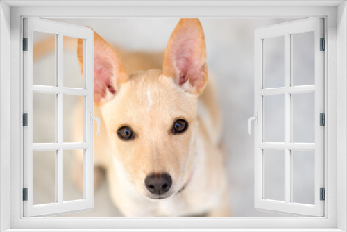 Fototapeta Naklejka Na Ścianę Okno 3D - An Adorable Puppy Dog With Great Big Eyes and Ears is looking Up