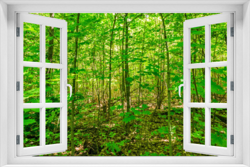 Fototapeta Naklejka Na Ścianę Okno 3D - Thick  green thicket