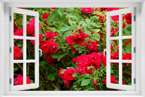 Fototapeta Naklejka Na Ścianę Okno 3D - red flowers in garden