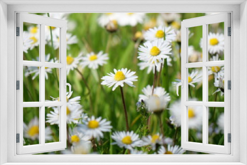 Fototapeta Naklejka Na Ścianę Okno 3D - Daisies in a field in portrait