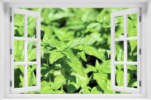 Fototapeta Naklejka Na Ścianę Okno 3D - closeup of a vegetable garden of basil plants