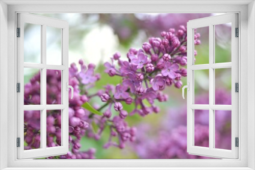 Fototapeta Naklejka Na Ścianę Okno 3D - Lilac flowers spring natural  background