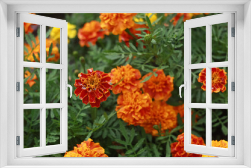 Fototapeta Naklejka Na Ścianę Okno 3D - Orange blooming black marigolds (marigolds) in the summer on a flower bed in the park.