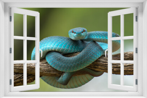 Fototapeta Naklejka Na Ścianę Okno 3D - Venomous snake on tree branch