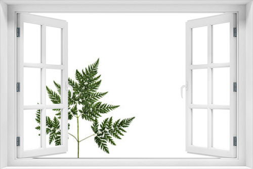 Fototapeta Naklejka Na Ścianę Okno 3D - Dried fern
