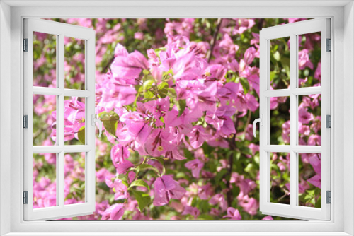 Fototapeta Naklejka Na Ścianę Okno 3D - Pink Blossom , Bougainvillea, Lesser Bougainvillea, Bougainvillea glabra,  Ibirapuera Park, Sao Paulo, Brazil