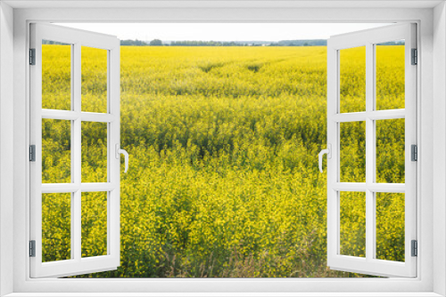 Fototapeta Naklejka Na Ścianę Okno 3D - Yellow field rapeseed in bloom with blue sky and white clouds