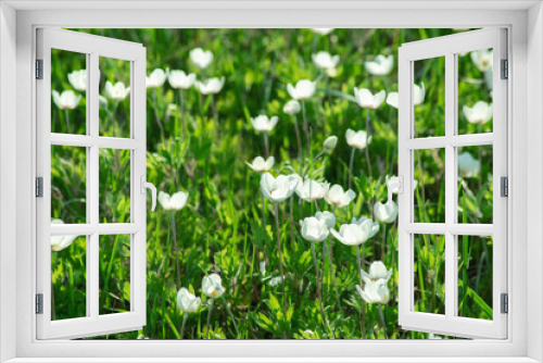 Fototapeta Naklejka Na Ścianę Okno 3D - green summer field with white wild flowers