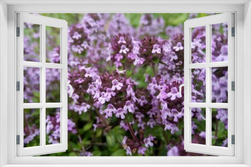 Fototapeta Naklejka Na Ścianę Okno 3D - lavender field in provence