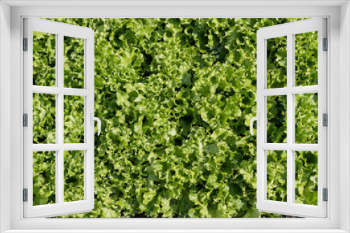 Fototapeta Naklejka Na Ścianę Okno 3D - Fresh green salad background. Green leaves Lactuca sativa, in the garden bed. View from above