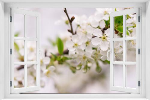 Fototapeta Naklejka Na Ścianę Okno 3D - Cherry blossom in spring time