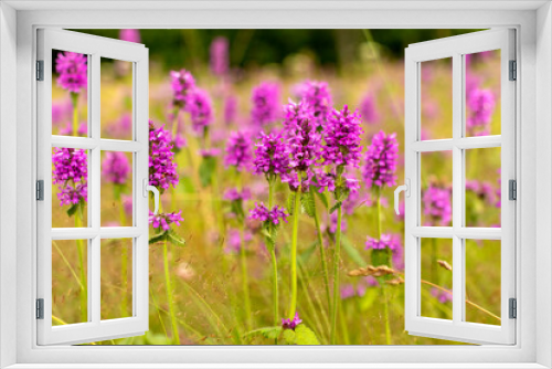 Fototapeta Naklejka Na Ścianę Okno 3D - field of purple flowers