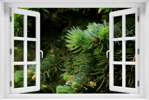 Fototapeta Naklejka Na Ścianę Okno 3D - Fir tree background. Close up soft focused backdrop with christmas tree branches.