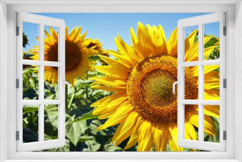 Fototapeta Naklejka Na Ścianę Okno 3D - banner summertime blue sky clouds flower sunflower