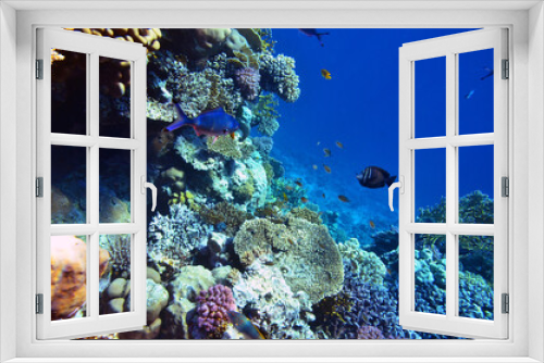 Fototapeta Naklejka Na Ścianę Okno 3D - Fish and corals in the Red Sea