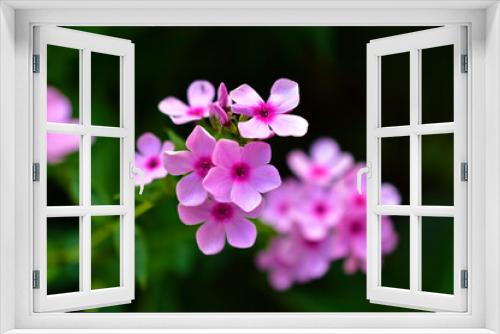 Fototapeta Naklejka Na Ścianę Okno 3D - Pink beautiful flowers of Phlox paniculata in the garden