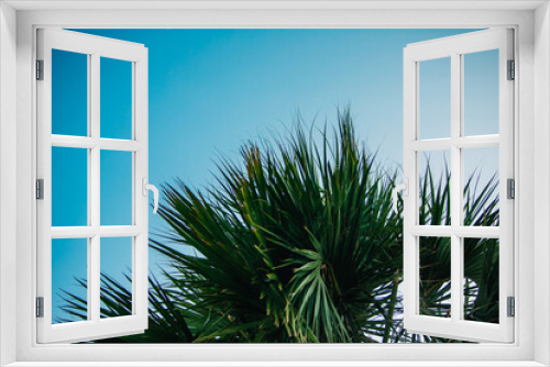Fototapeta Naklejka Na Ścianę Okno 3D - Green Florida palm tree against a blue sky in the summer￼