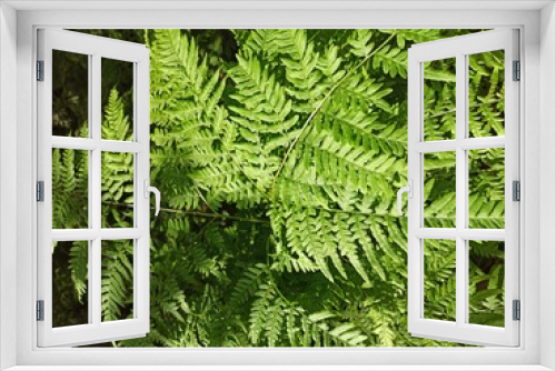 Fototapeta Naklejka Na Ścianę Okno 3D - Green fern on a sunny day