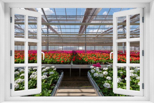 Fototapeta Naklejka Na Ścianę Okno 3D - Blühende Pelargonien - Geranien Jungpflanzen in einem Gewächshaus