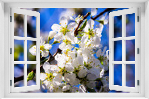 Fototapeta Naklejka Na Ścianę Okno 3D - Wild apple tree blossom blooming in spring. Beautiful tender flower on sunny day.